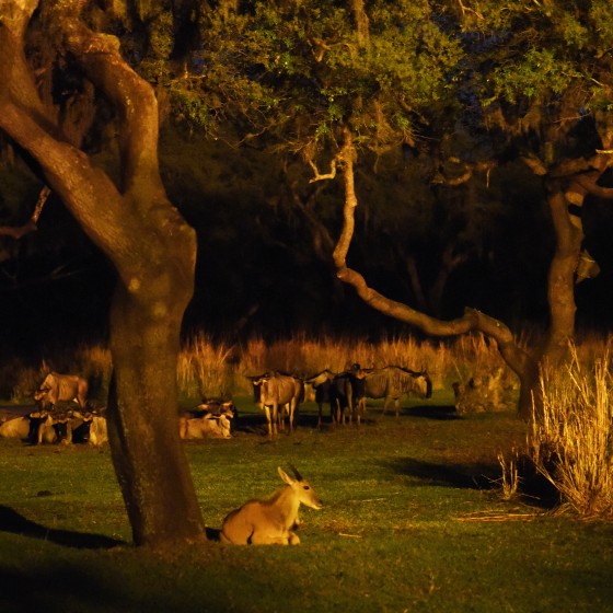 A experiência de ir no Safari a noite deve ser bem diferente de ir de manhã, mas tão imperdível quanto!