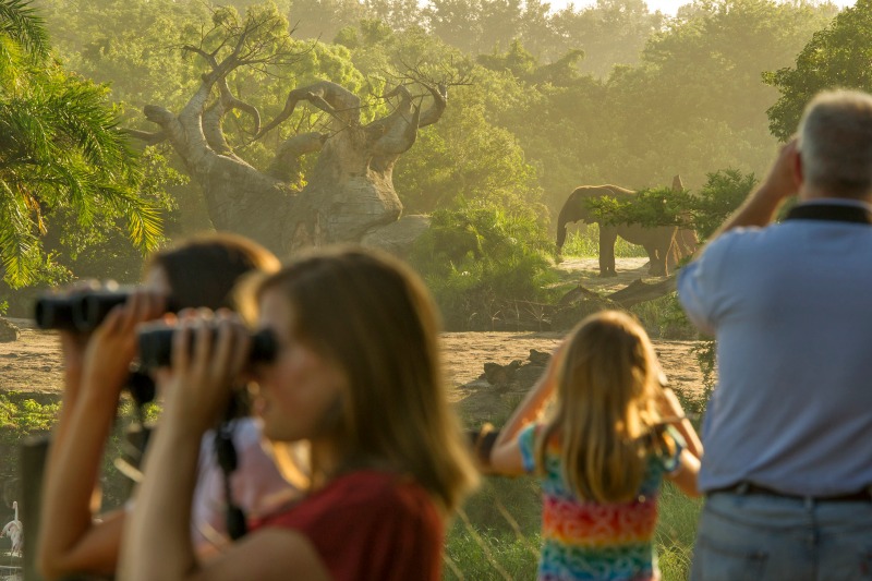 Foto do tour Caring for Giants, no qual os participantes podem ficar a até 25 metros dos elefantes do Animal Kingdom