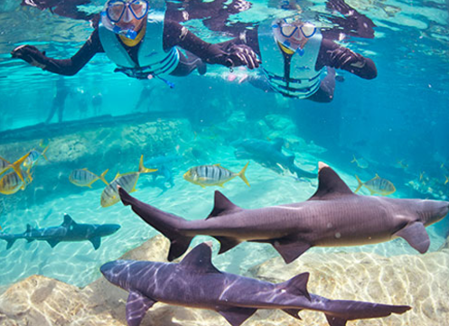 Imagem de divulgação da nova experiência do Discovery Cove