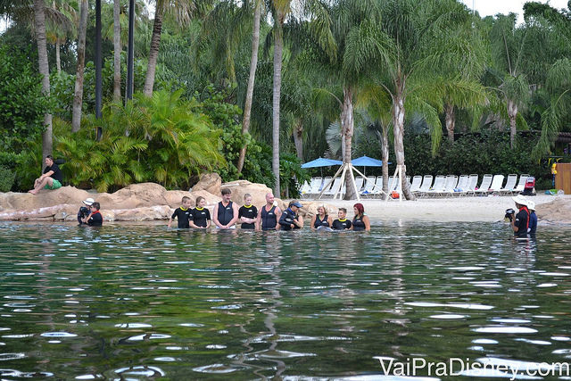 Grupo entrando na piscina com os golfinhos no Discovery Cove