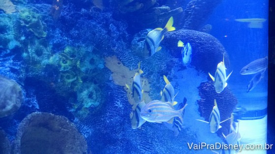 Foto do aquário do Rainforest Cafe.
