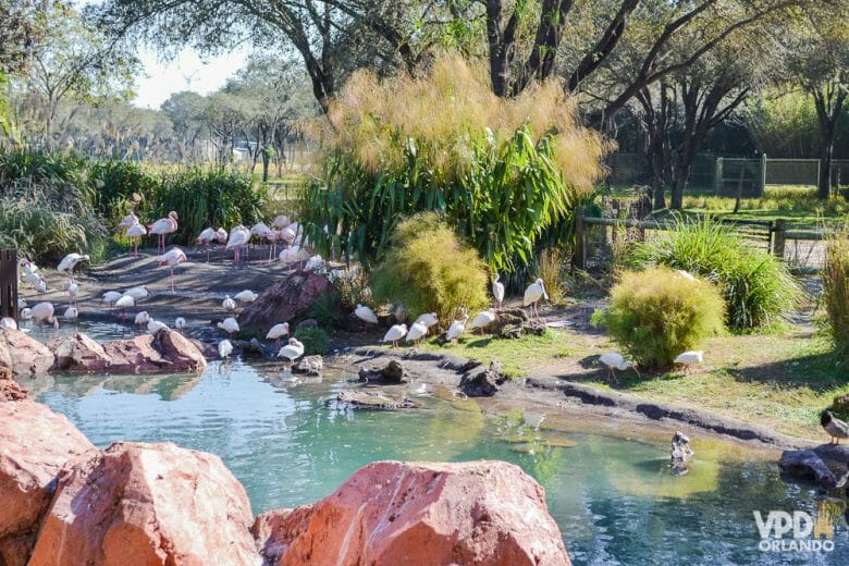 ...além de estar pertinho de vários animais. Foto de alguns pássaros em um laguinho na savana do Animal Kingdom Lodge. 