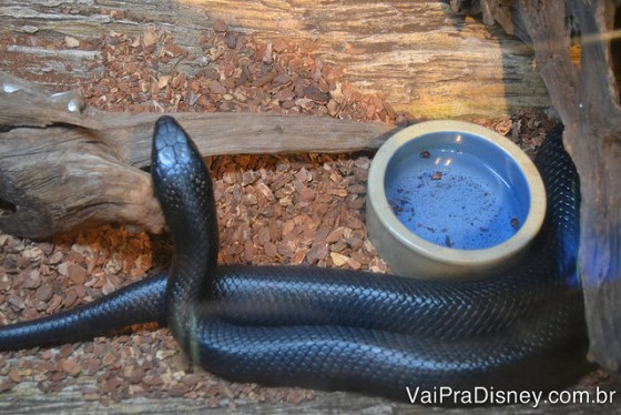 Cobras encontradas na fauna local