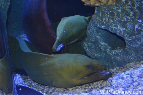 Você encontra diversos tipos de animais aquáticos por lá. Pode ser só eu, mas achei o máximo quando me toquei que esses bichos são aqueles "capangas" da úrsula no filme da Pequena Sereia. Antes eu não tinha reparado!