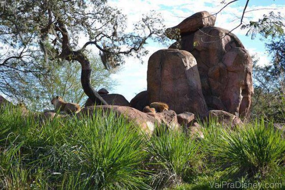 100 dicas em 100 dias: o leão e a leoa acordados no safari do Animal Kingdom.