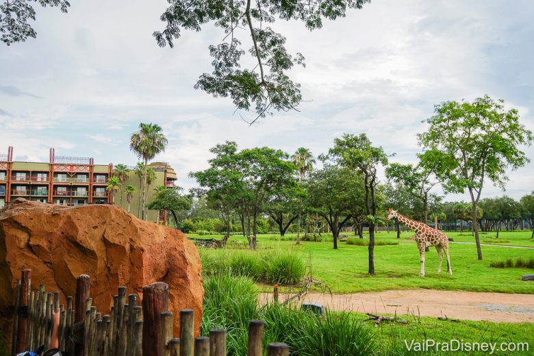 Foto da girafa na savana no hotel Animal Kingdom Lodge, cujas villas irão reabrir na primeira fase. 