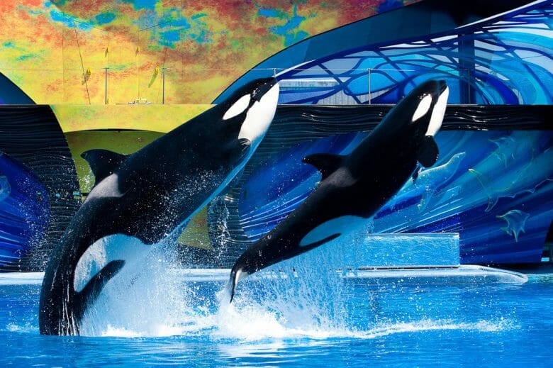 O SeaWorld é ruim? Pequenos fatos sobre parques marinhos