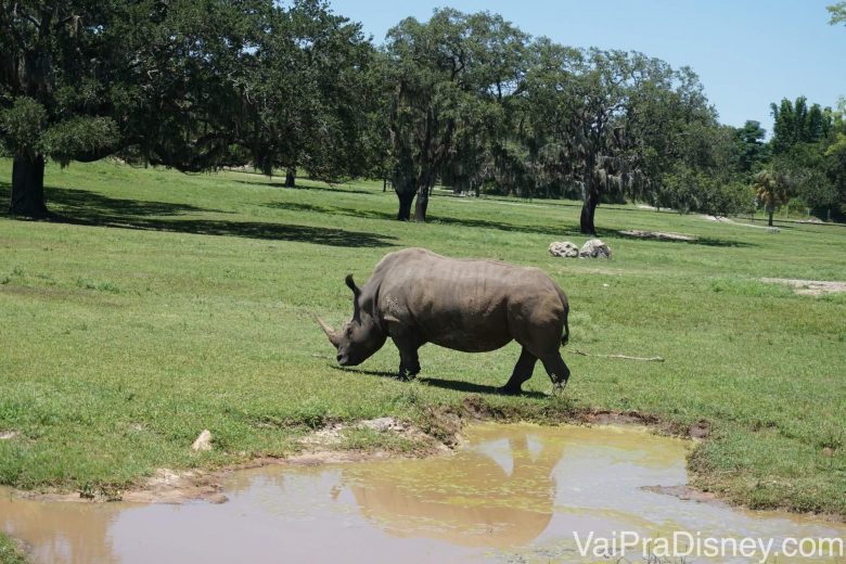 Foto tirada bem perto do rinoceronte durante o safari. 