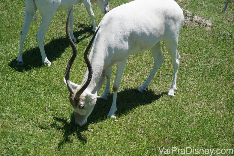 Foto das gazelas comendo na savana durante o tour 