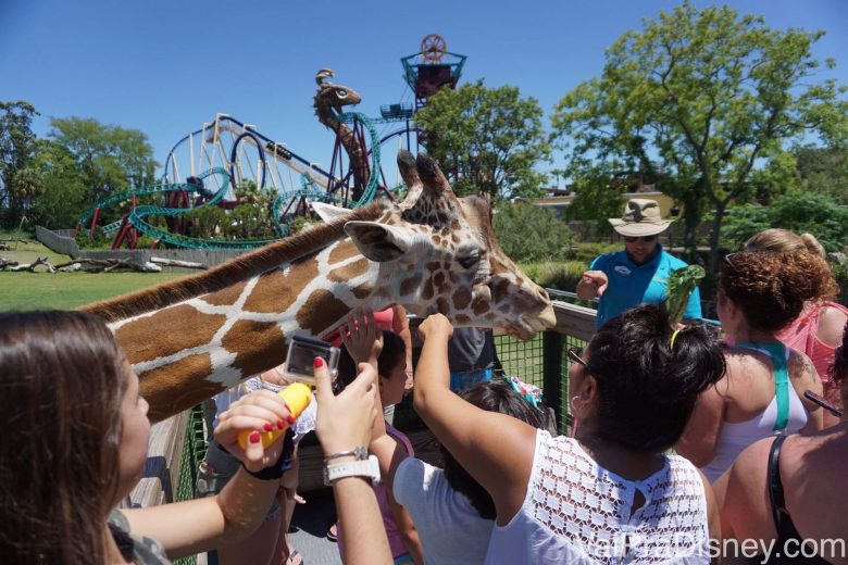 Foto dos visitantes indo à loucura quando a girafa chegou, fazendo carinho nela por cima da cerca 