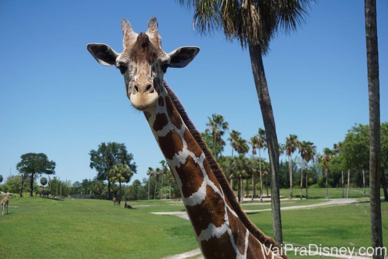 Foto da girafa bem de pertinho, com a savana e o céu azul ao fundo 