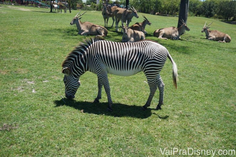 Foto de uma zebra comendo na savana, também tirada bem de perto 