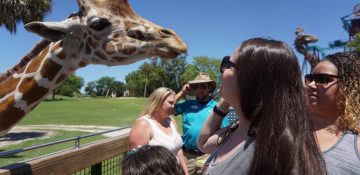 Foto da Bia no Serengeti Safari do Busch Gardens, olhando bem de pertinho para a girafa atrás da cerca da savana