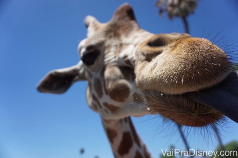 Foto da girafa mais de perto ainda, com a língua de fora, no Serengeti Safari   