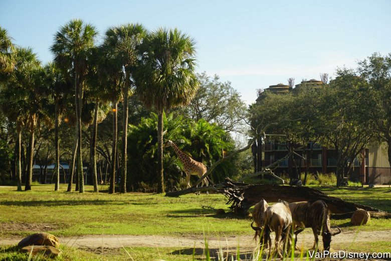 A girafa e os gnus na savana, vistos de dentro do Sanaa 