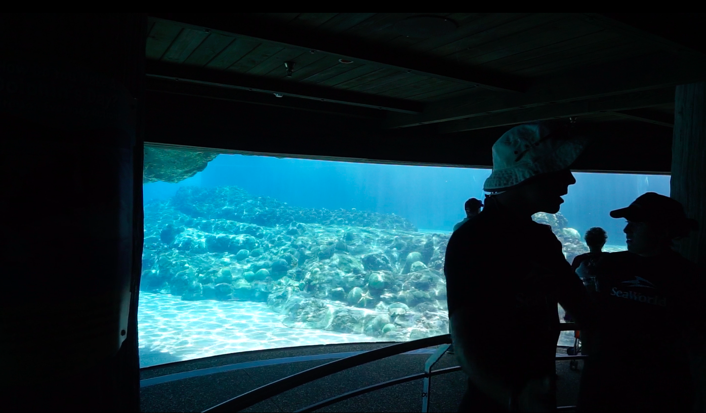 O tanque que é aberto a todos, onde os golfinhos passam às vezes, no aquário do SeaWorld