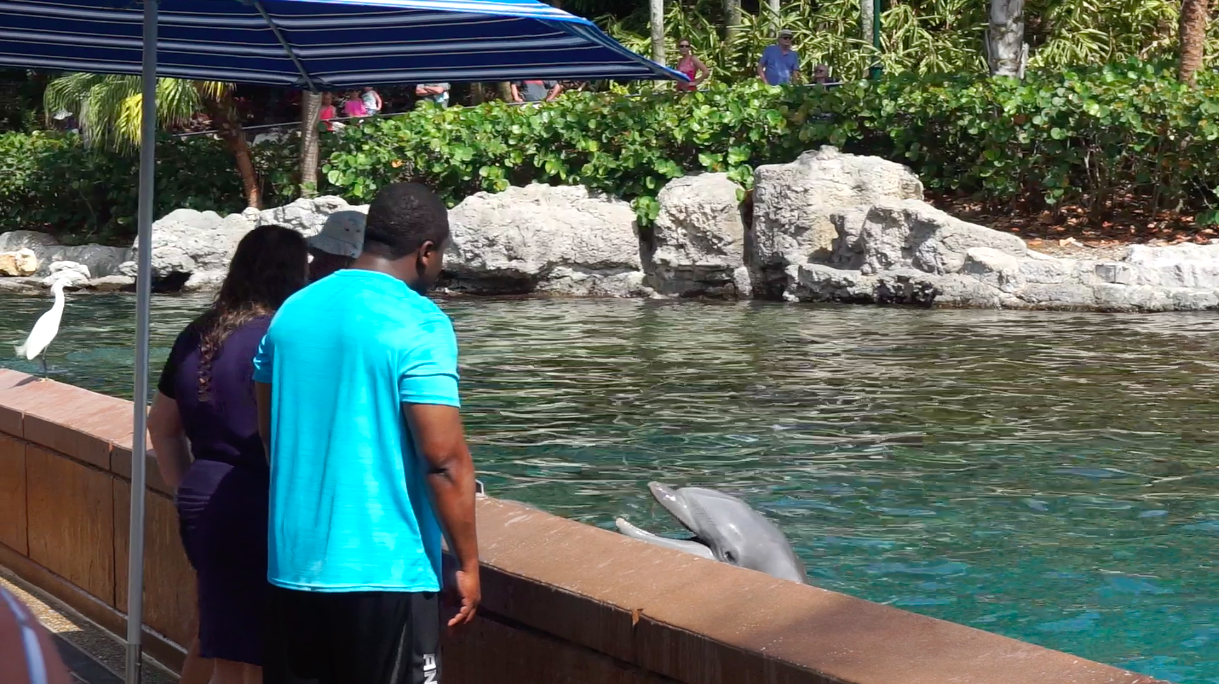 Quem participa do Dolphin Up-Close Tour chega bem pertinho dos golfinhos. Dois visitantes na foto estão à beira da piscina, perto de um golfinho 