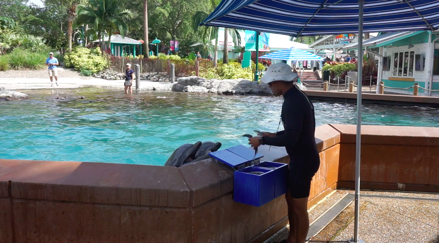 Depois de cada comando, o instrutor tira peixes de uma caixa azul e dava na boca dos golfinhos como recompensa.