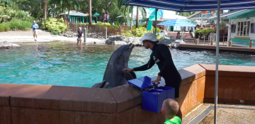 Foto do treinador alimentando o golfinho durante a interação com os animais no SeaWorld, o Dolphin Up-Close Tour