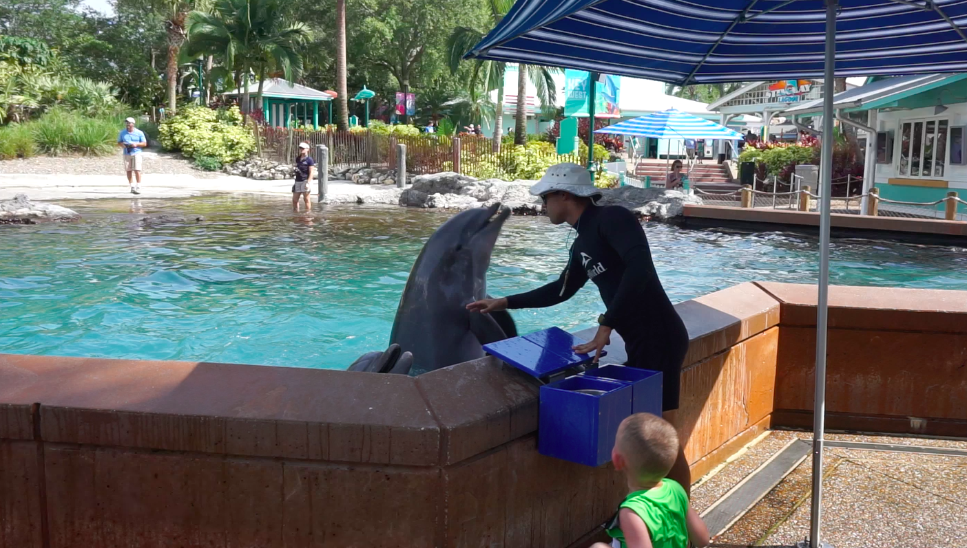 Foto do treinador alimentando o golfinho durante a interação com os animais no SeaWorld, o Dolphin Up-Close Tour