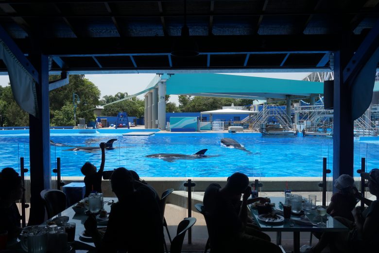 As baleias do SeaWorld pulando pela piscina, visível na janela do restaurante 