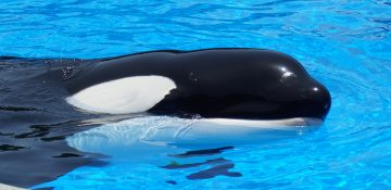 Foto da baleia do SeaWorld na piscina, uma das estrelas do Dine with Shamu em que você vê os animais de pertinho