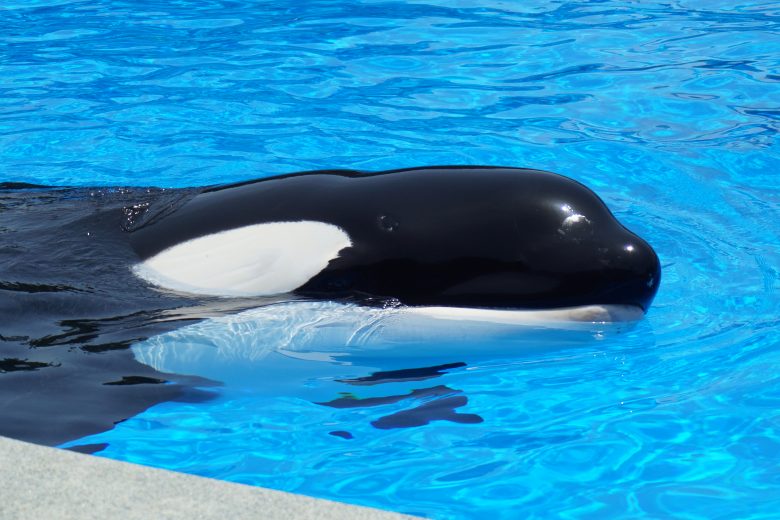 Foto de uma das baleias do SeaWorld na piscina, uma das estrelas do Dine with Shamu em que você vê os animais de pertinho 