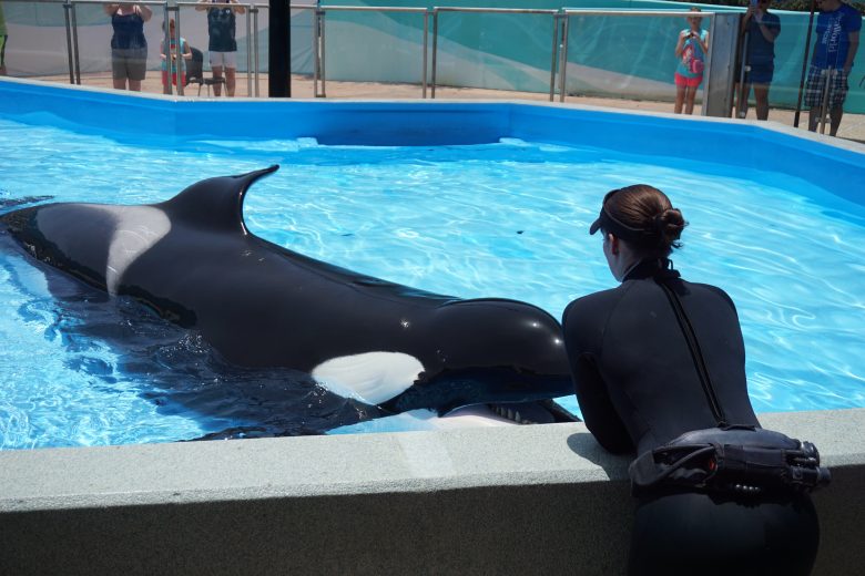 Foto da interação entre a treinadora e a baleia no SeaWorld