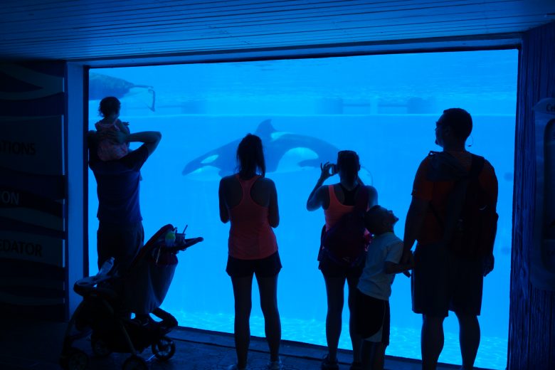 Shamu Up-close, o aquário das baleias aberto a todos do parque, com visitantes em frente observando a baleia enquanto ela nada 