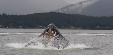 Foto da baleia vista durante o passeio em Juneau no cruzeiro da Disney pelo Alaska