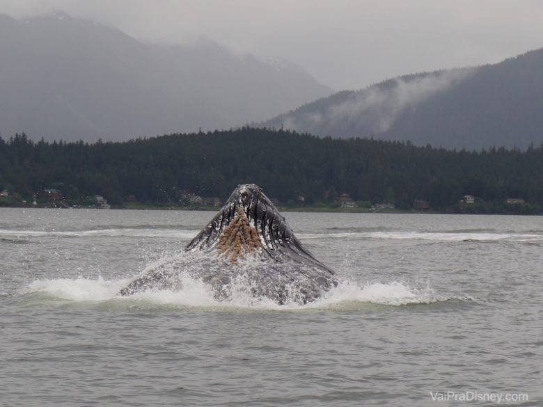 Foto da baleia vista durante o passeio em Juneau no cruzeiro da Disney pelo Alaska 