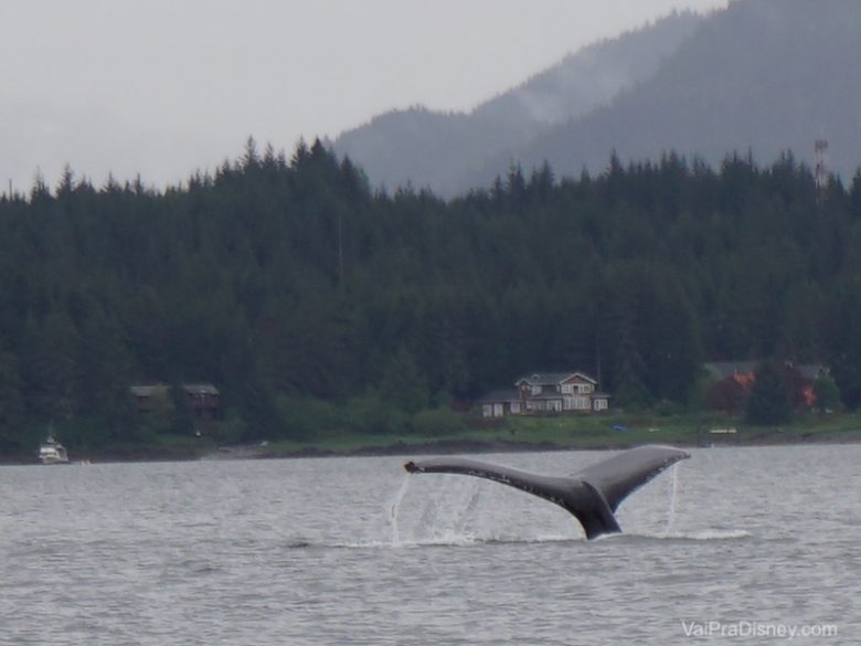 Imagem da cauda da baleia que estava pertinho da gente.