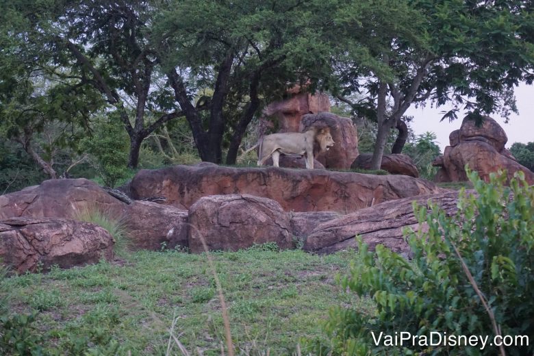 O Safari é uma atração que vale a pena gastar Fastpass+ o mais cedo possível. Alguns animais só aparecem mesmo ou bem cedinho ou mais pro fim do dia, quando o sol já deu uma trégua.