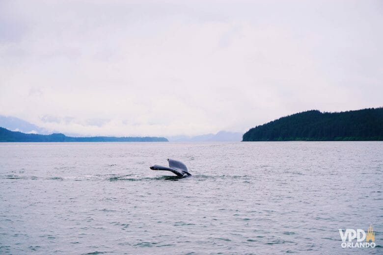 Imagem da cauda da baleia que estava pertinho da gente.