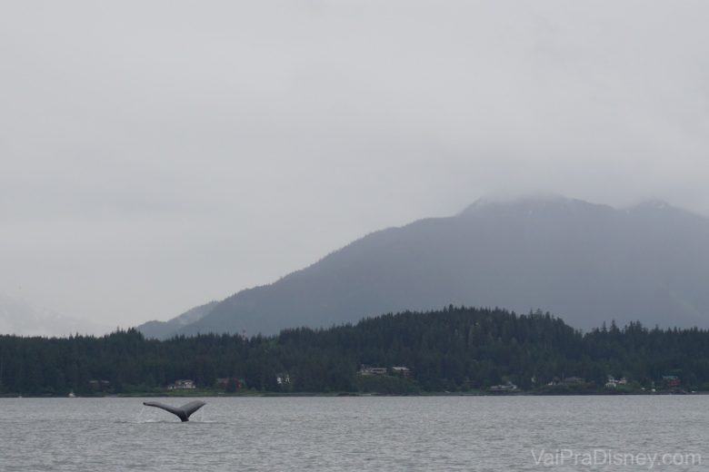 Foto do mar e das montanhas ao fundo, com uma cauda de baleia saindo da água, em Juneau