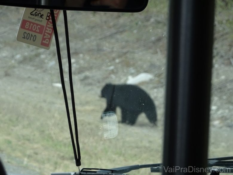 Foto do urso visto através da janela do ônibus 