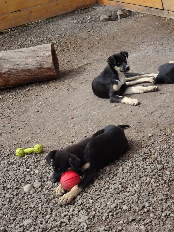 Foto dos filhotes de Husky do Alasca em Caribou Crossing durante o Yukon Discovery Tour 