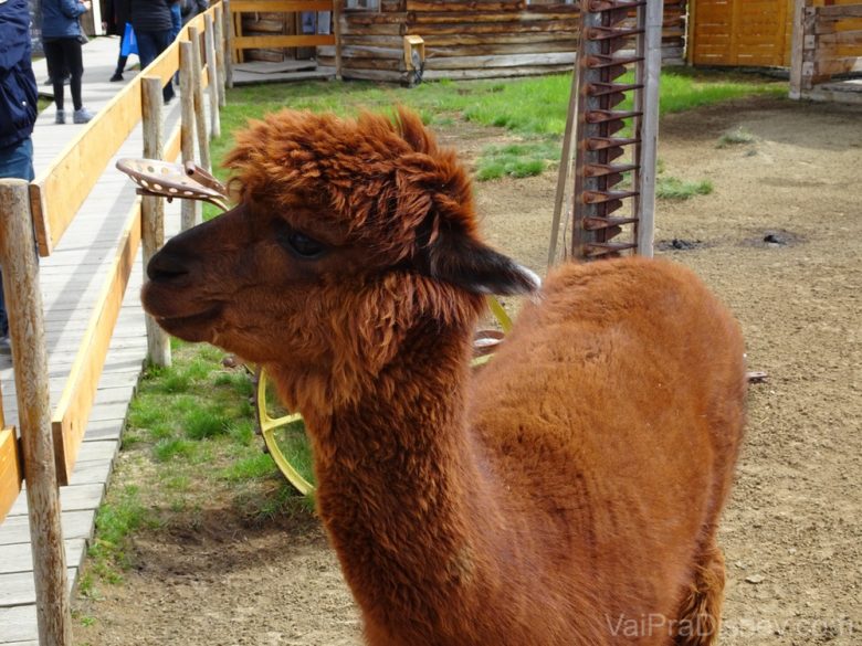 Foto de uma alpaca no canto "fazendinha" em Caribou Crossing