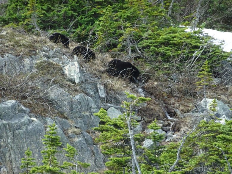 Foto da família de ursos vista durante o passeio Yukon Discovery Tour 