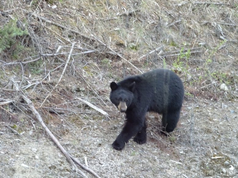 Foto do urso bem perto do ônibus, tirada pelo vidro da janela 