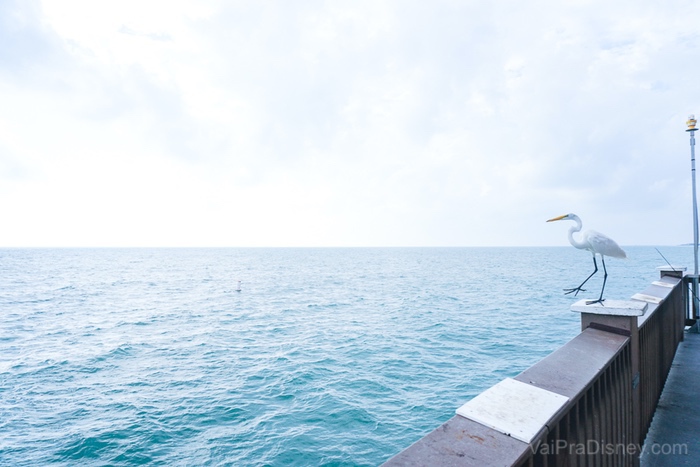 Foto do pier 60 na praia de Clearwater, com uma gaivota pousada na madeira. 