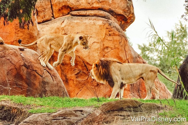 Foto do leão e da leoa durante o safari do Animal Kingdom 