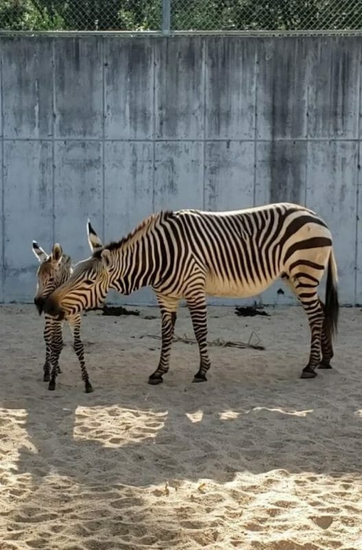Foto da nova zebrinha, ainda sem nome, que nasceu no Animal Kingdom, ao lado de sua mãe Heidi 