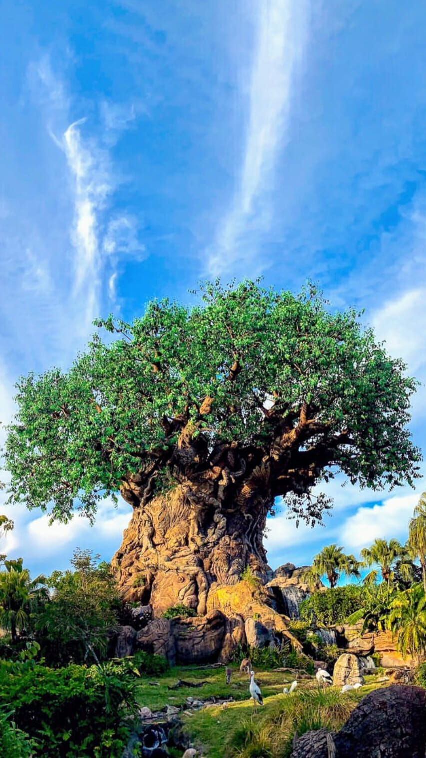 wallpaper animal kingdom