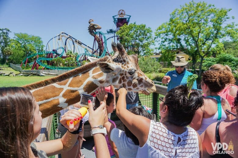 Busch Gardens é um dos parques que tem muita montanha russa radical e experiência com animais. Foto de diversos visitantes tocando uma girafa no Busch Gardens, com a supervisão de um funcionário. 