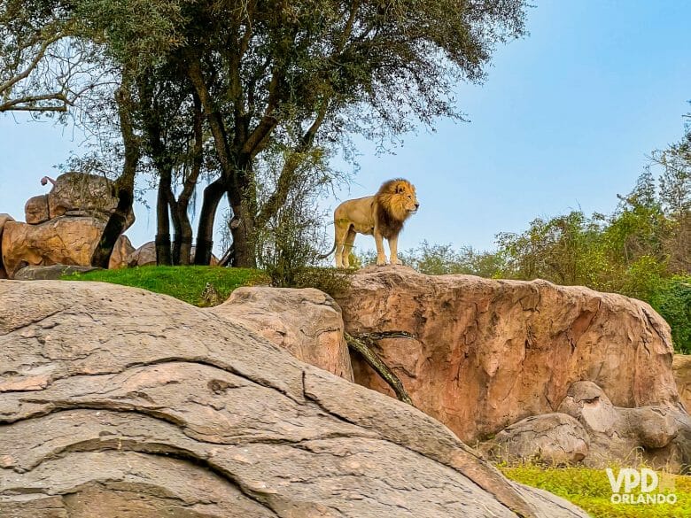 Foto do leão durante o safári do Animal Kingdom, em pé sobre as pedras. 