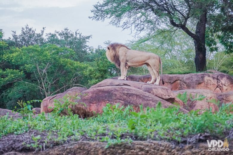 Foto do leão durante o safári do Animal Kingdom, em pé sobre as pedras. 