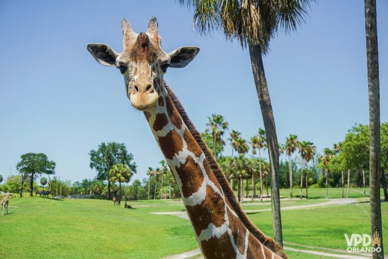 Provando que o Busch Gardens não vive só de montanha-russa. Foto de uma girafa no Busch Gardens, com  uma grande área verde e o céu azul ao fundo. 