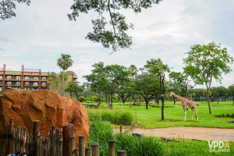 Nenhum outro hotel de Orlando oferece uma experiência parecida. Foto da savana com o prédio do hotel ao fundo, e uma girafa parada perto de uma árvore. 