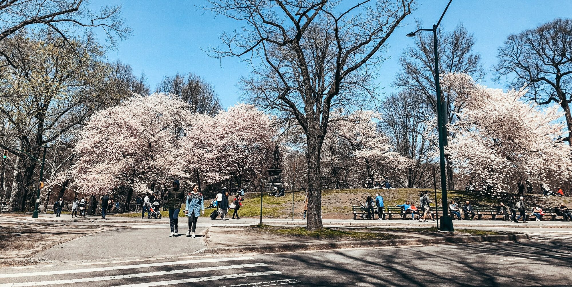 Foto das árvores floridas no Central Park, em Nova York, com o céu azul ao fundo